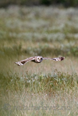 BB 11 0306 / Asio flammeus / Jordugle